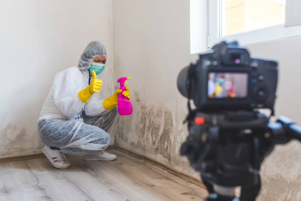 Mold Removal SEO in Youngstown, OH
