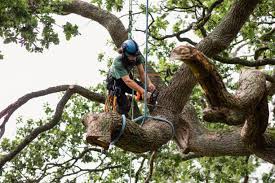Tree Trimming in Winter Haven, FL