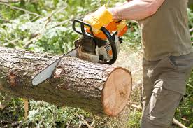 Stump Grinding in Lakeland, FL
