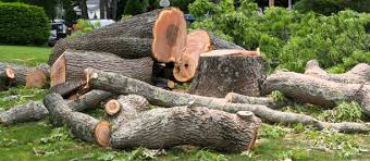Tree Removal in Winter Haven, FL