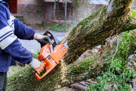 Tree Removal in Lakeland, Florida